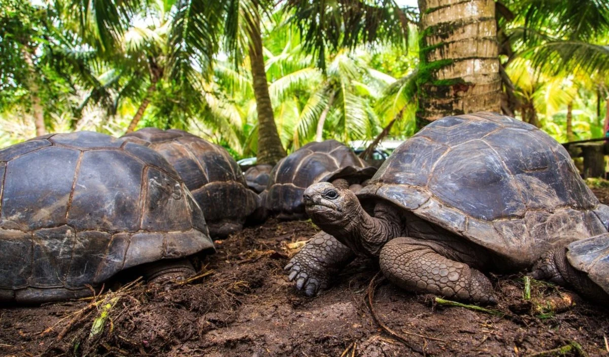 Retornan a su hábitat 86 tortugas en Islas Galápagos, en Ecuador. Foto: Istock.