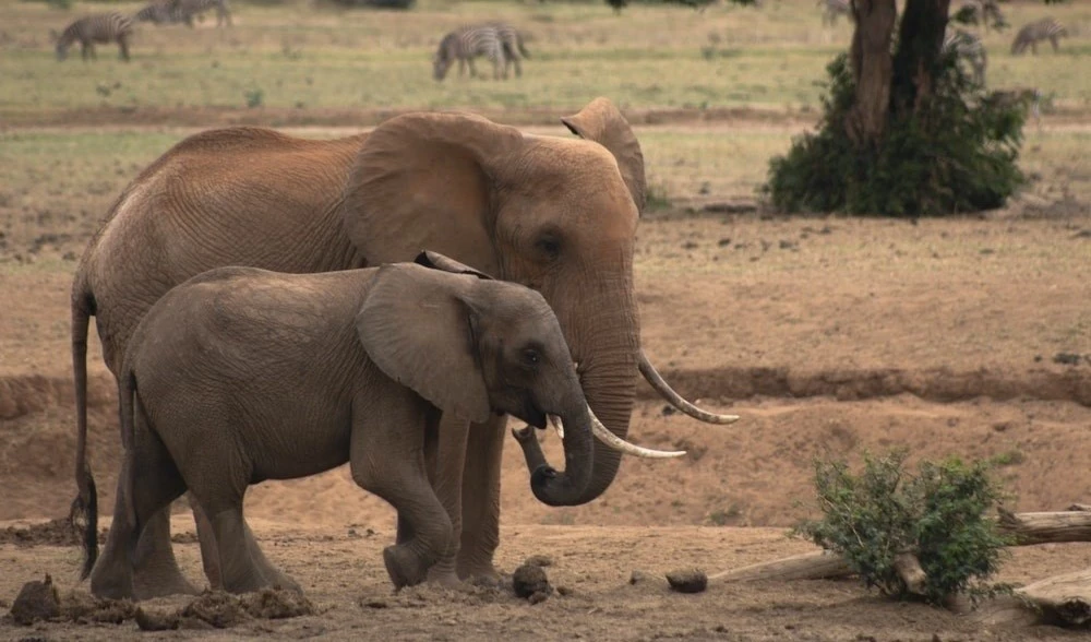 La actual extinción masiva ya es más grave de lo pensado. Foto: Unsplash.