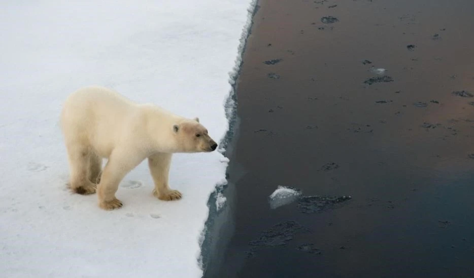 Comienza un proyecto para salvar muestras de hielo en el Ártico. Foto: WWF. Comienza un proyecto para salvar muestras de hielo en el Ártico. Foto: WWF.