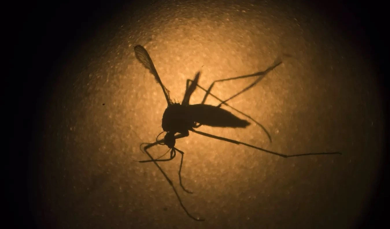 Perú decreta emergencia en 20 regiones por brote de dengue. Foto: AP. Perú decreta emergencia en 20 regiones por brote de dengue. Foto: AP.