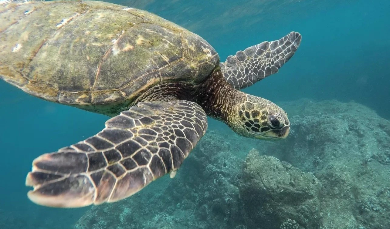 ¿Conoces algunas acciones para proteger las tortugas? Foto: Pixabay.