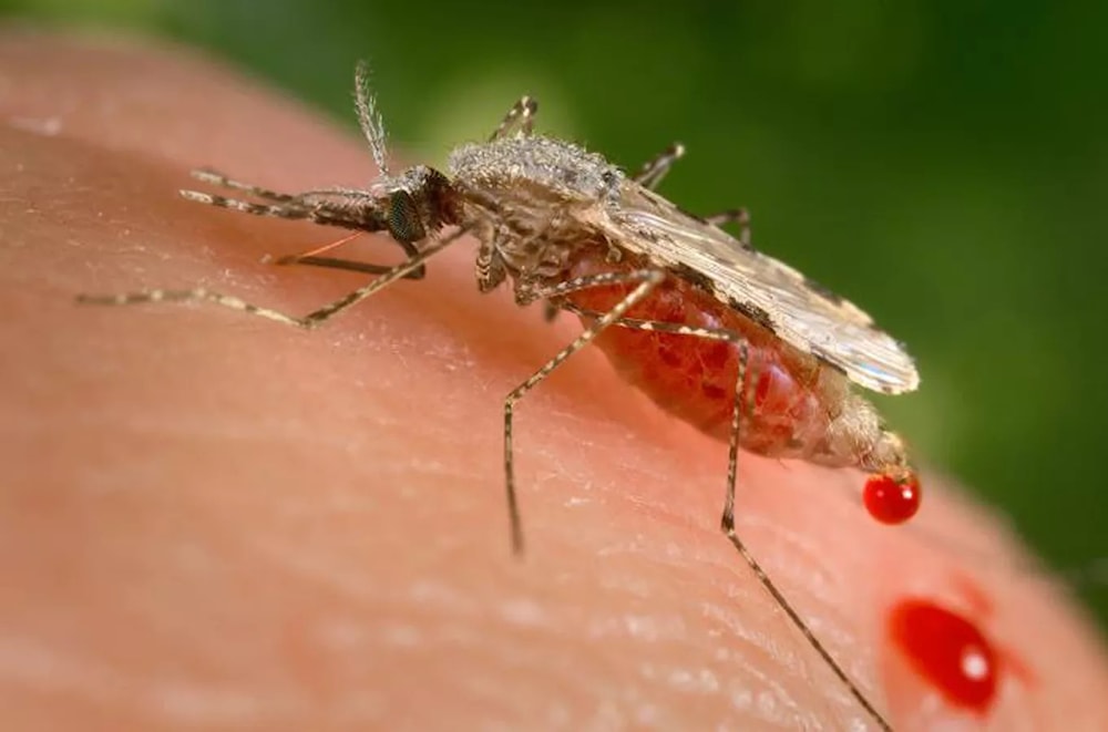 Estados Unidos reporta casos de transmisión local de malaria. Foto: AP. 