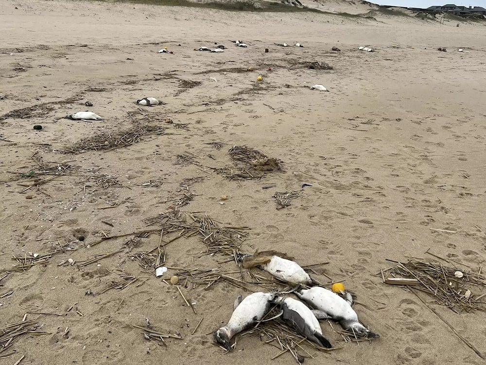 Investigan causa de muerte de más de cinco mil animales en Uruguay. Foto: AFP. 