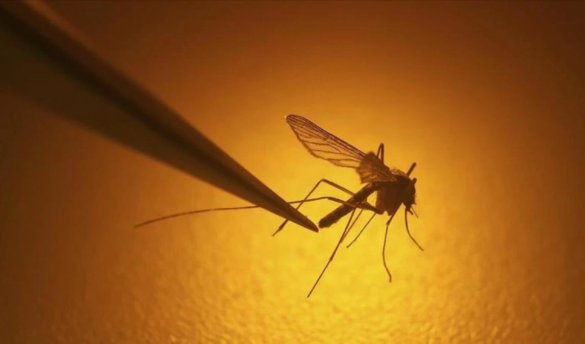 OMS advierte del aumento de casos de dengue por calentamiento global. Foto: AP.