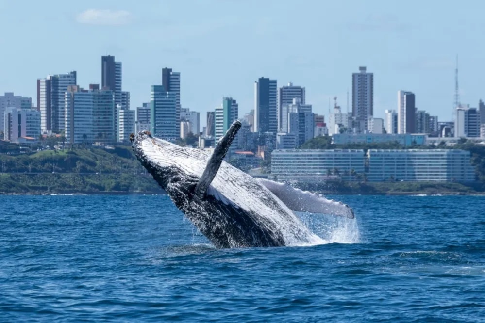 Inicia la temporada de ballenas en la costa de Brasil. Foto: Projeto Baleia Jubarte.