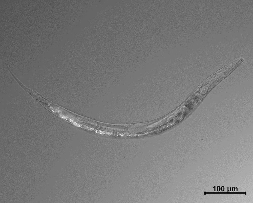 Resucitan gusano en el permafrost de Siberia después de 46 mil años. Foto: Caltech University. 