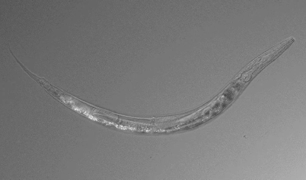 Resucitan gusano en el permafrost de Siberia después de 46 mil años. Foto: Caltech University. Resucitan gusano en el permafrost de Siberia después de 46 mil años. Foto: Caltech University.