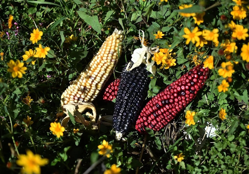 México propone estudio con EE.UU. sobre maíz transgénico. Foto: AFP. 