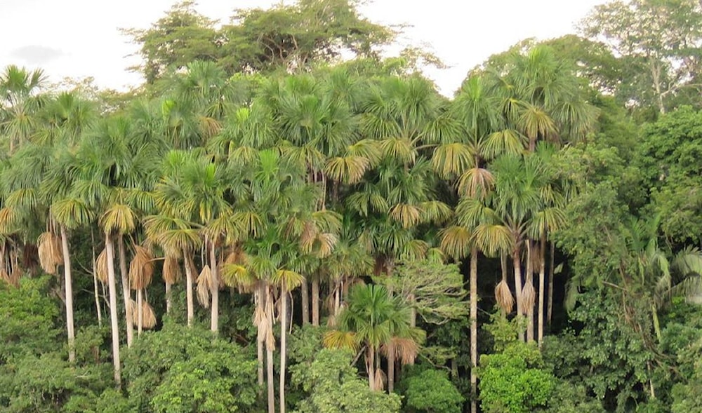 La región amazónica, escudo contra el cambio climático .