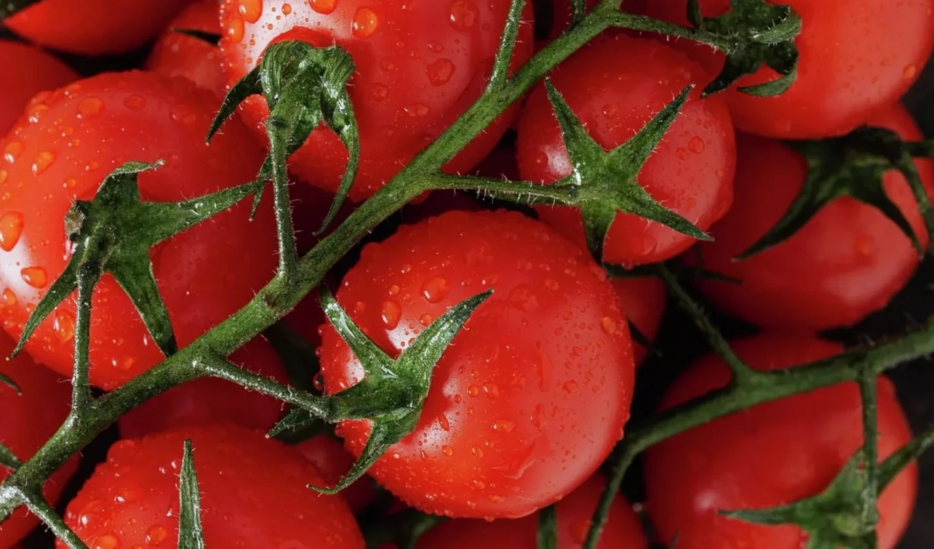 Aumento de tomate en la dieta disminuye riesgos de hipertensión. Foto: Pexels.