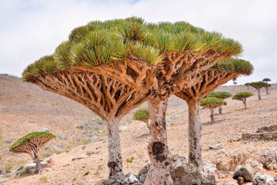 Socotra, mágica isla de Yemen