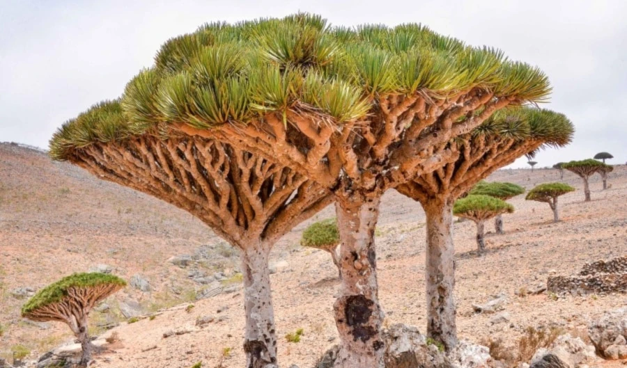 Socotra, mágica isla de Yemen