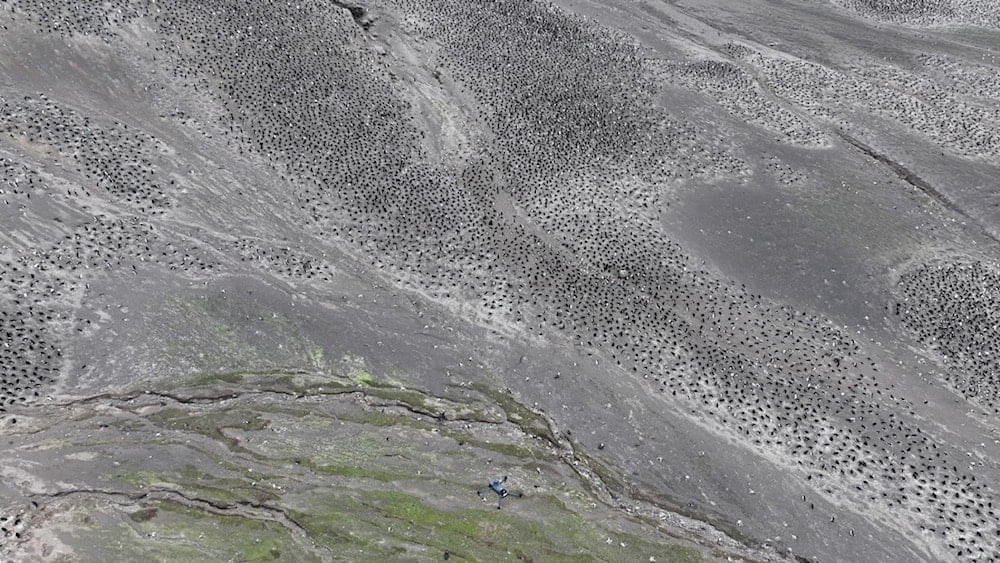 Millares de pingüinos habitan en una remota isla de la Antártida. Foto: BAS. 