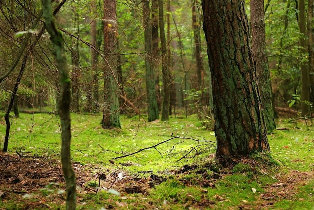 Sistema clasifica tipos de bosques de forma automática. Foto: Pixabay. 