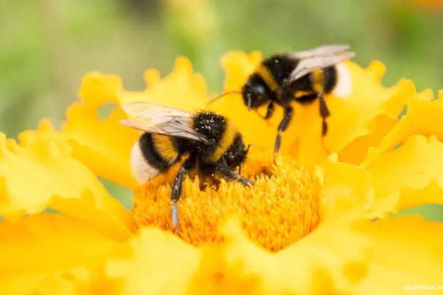 Apicultores de Kenya producen veneno de abeja como medicina. Foto: Unam. 