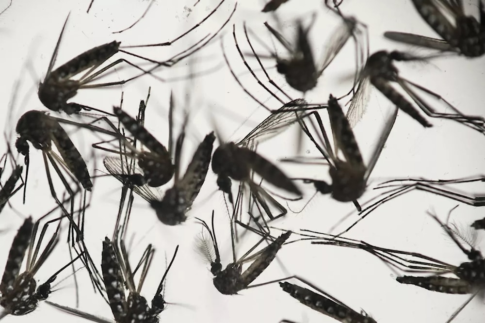 Argentina registra cifras récord de dengue en primeras semanas del año. Foto: AP. 