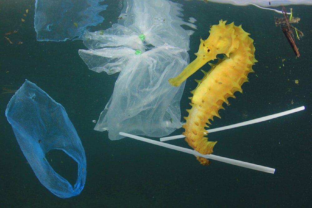 Los caballitos de mar sorprenden por su biología de pez mitológico. Foto: Istock. 
