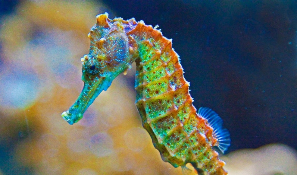 El caballito de mar aún sorprende con su biología mitológica