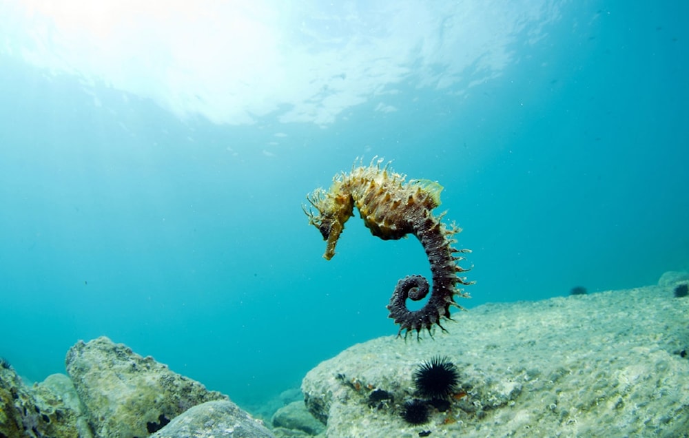 Los caballitos de mar sorprenden por su biología de pez mitológico. Foto: Istock. 