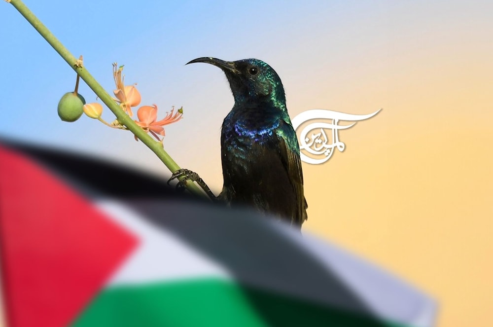 Pájaro del sol, el ave de la identidad de Palestina 