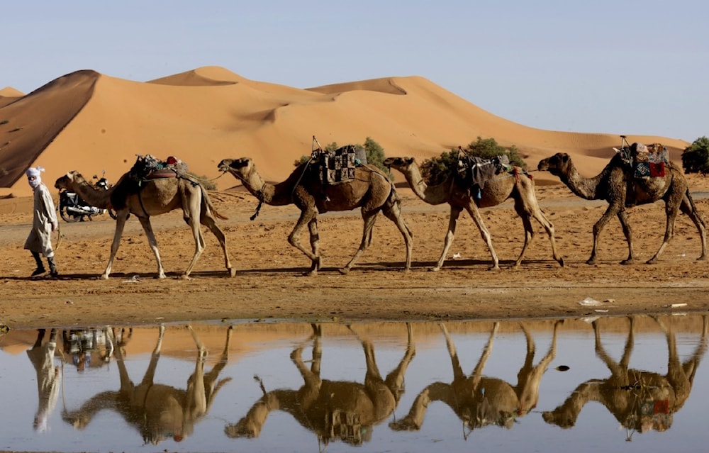 ¿Un nuevo Sahara? Las lluvias reverdecen partes del desierto. Foto: AFP. 