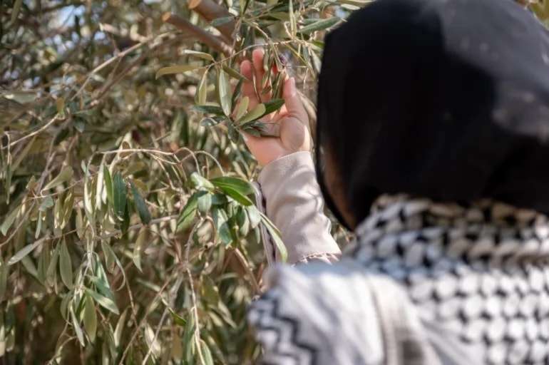 El olivo, símbolo de resistencia de Palestina. Foto: Getty Images.