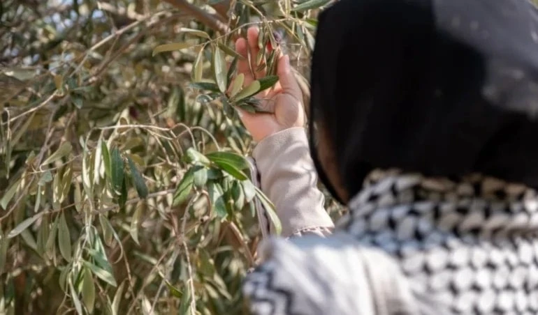 El olivo, símbolo de resistencia de Palestina. Foto: Getty Images.