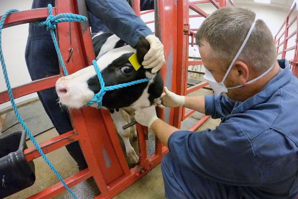 Detectan virus de gripe aviar en leche cruda en Estados Unidos. Foto: AP. 