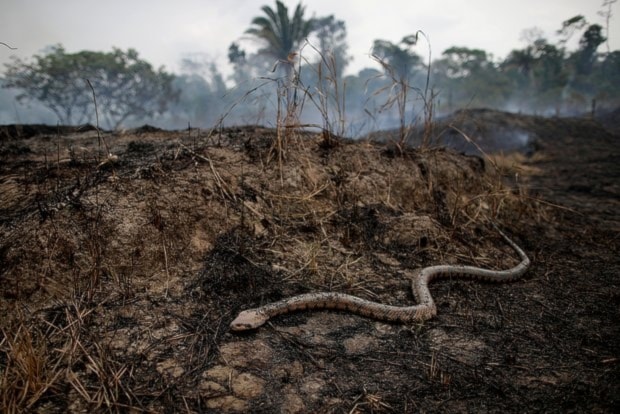 Estudio predice extinción de un tercio de las especies para 2100