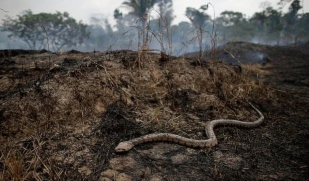 Estudio predice extinción de un tercio de las especies para 2100