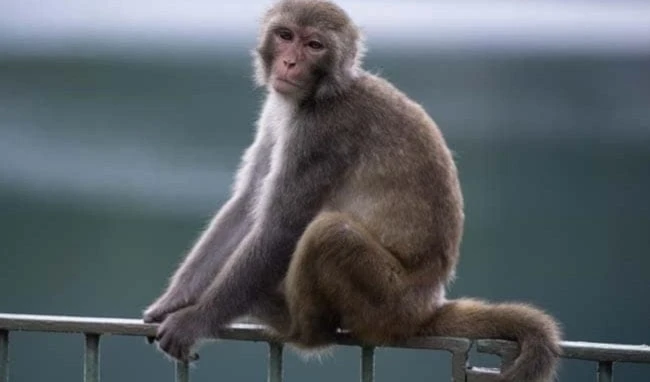 Reportan éxito en trasplante de riñón de cerdo a mono. Foto: AFP. Reportan éxito en trasplante de riñón de cerdo a mono. Foto: AFP.