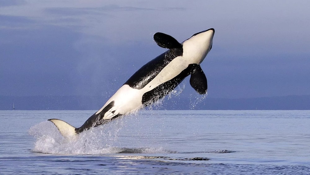 Las orcas vuelven con los “sombreros de salmón”. Foto: AP. 