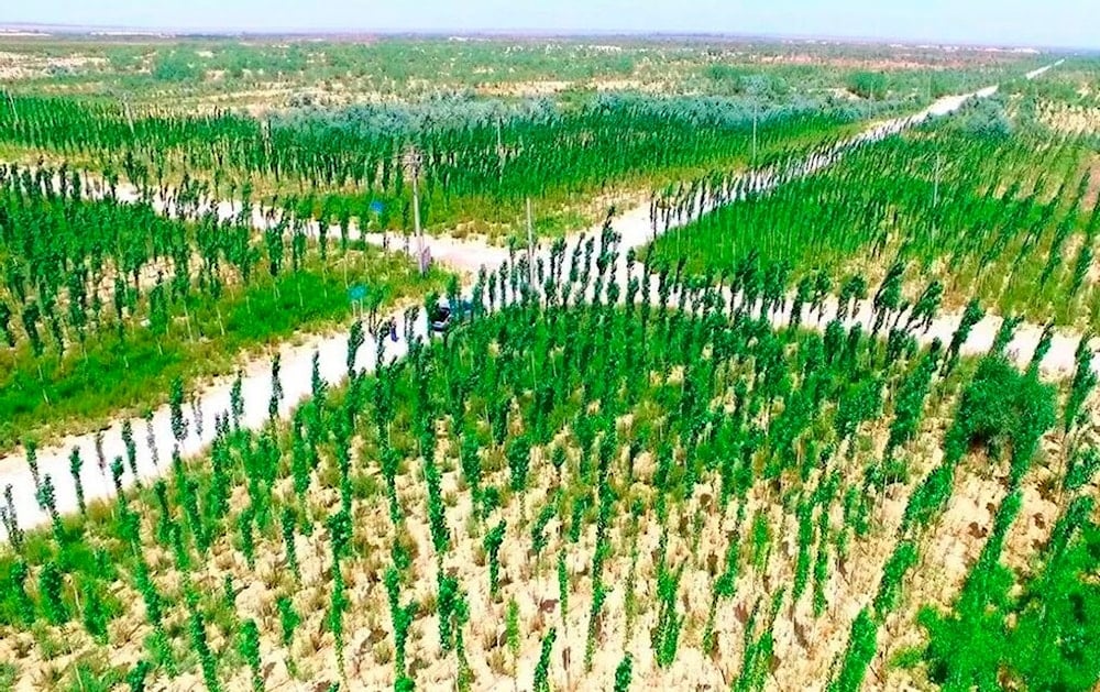 China rodeó su mayor desierto con cinturón verde de tres mil kilómetro