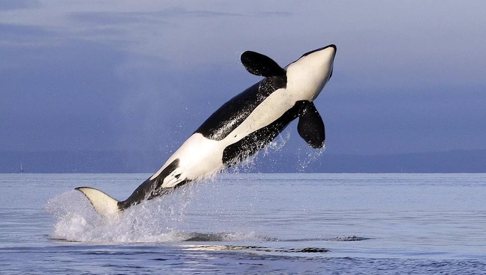 Las orcas comparten rasgos de personalidad similares a los humanos. Foto: AP. 