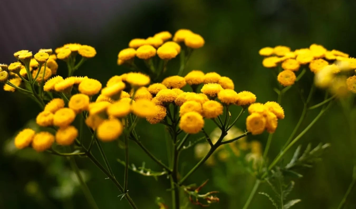 Las plantas distinguen el comienzo y el final de un contacto. Foto: Unsplash.