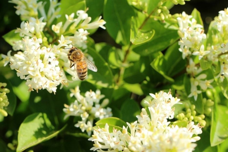 Encuentran acción antitumoral en el propóleo verde. Foto: Pixabay. 