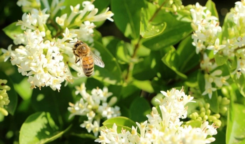 Encuentran acción antitumoral en el propóleo verde. Foto: Pixabay.