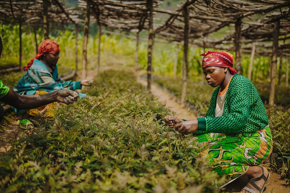 La Gran Muralla Verde llega como esperanza para África. Foto: Terramatch