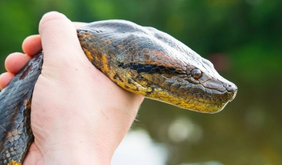Documentan nueva anaconda verde en la Amazonía