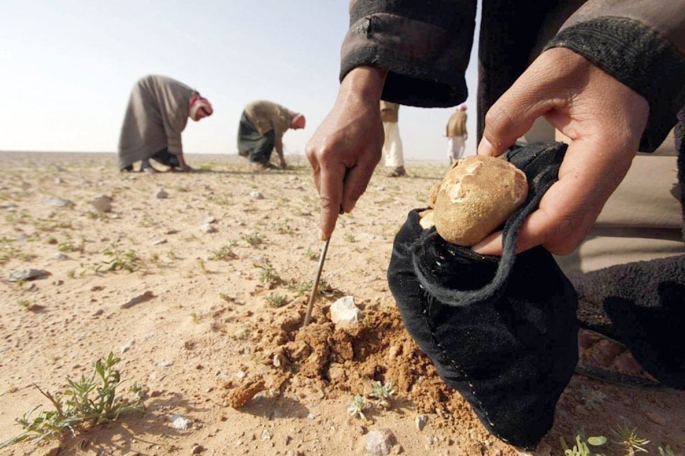 A pesar de los riesgos, los habitantes de Homs, Hama, Deir Ezzor y Raqqa,  áreas cercanas al desierto sirio, recolectan setas para comercializar y sobrevivir. 