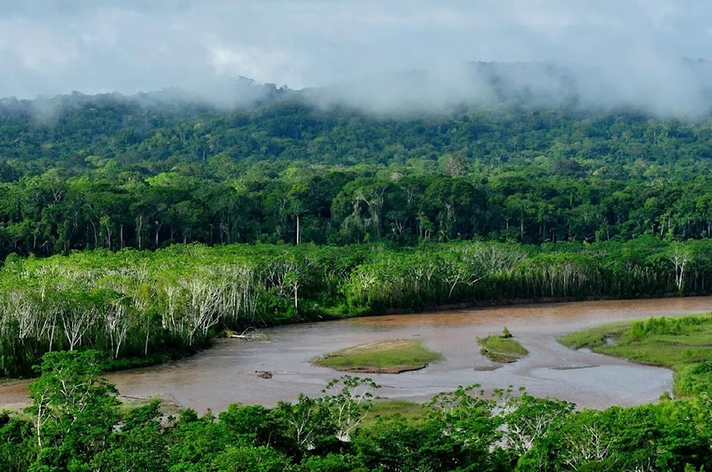 Casi la mitad de la Amazonía está en riesgo de desaparecer para 2050. Foto: Wikimedia Commons. 