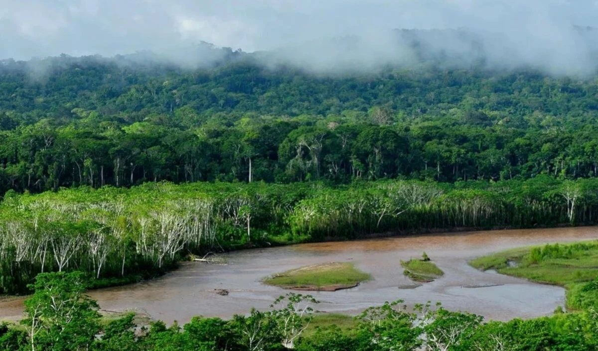 Casi la mitad de la Amazonía está en riesgo de desaparecer para 2050. Foto: Wikimedia Commons.