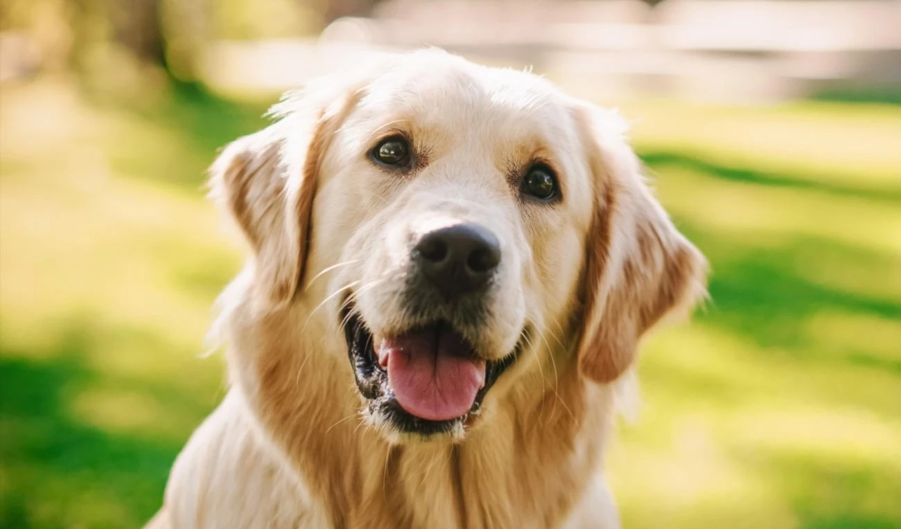 El perro solo tiene un amigo