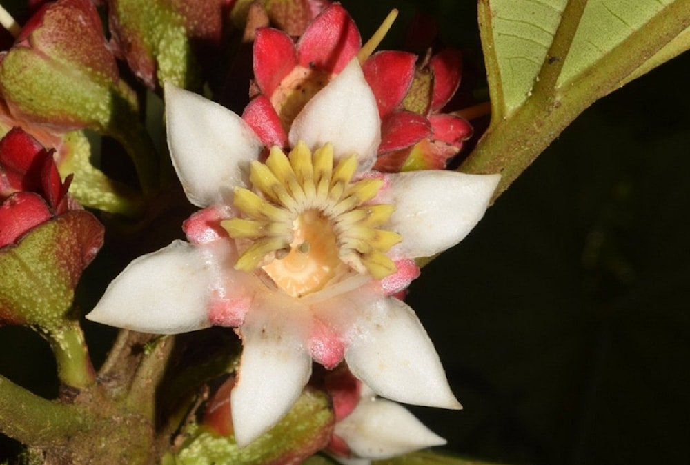 Descubren siete nuevas especies de plantas en los Andes en Perú