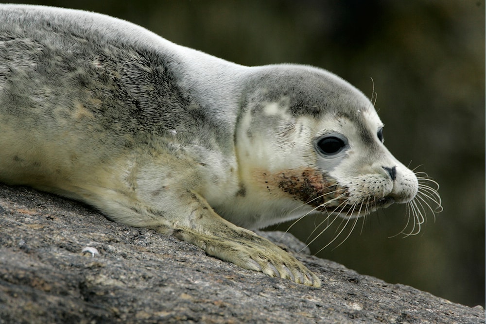 La gripe aviar provoca la muerte de miles de focas. Foto: AP. 