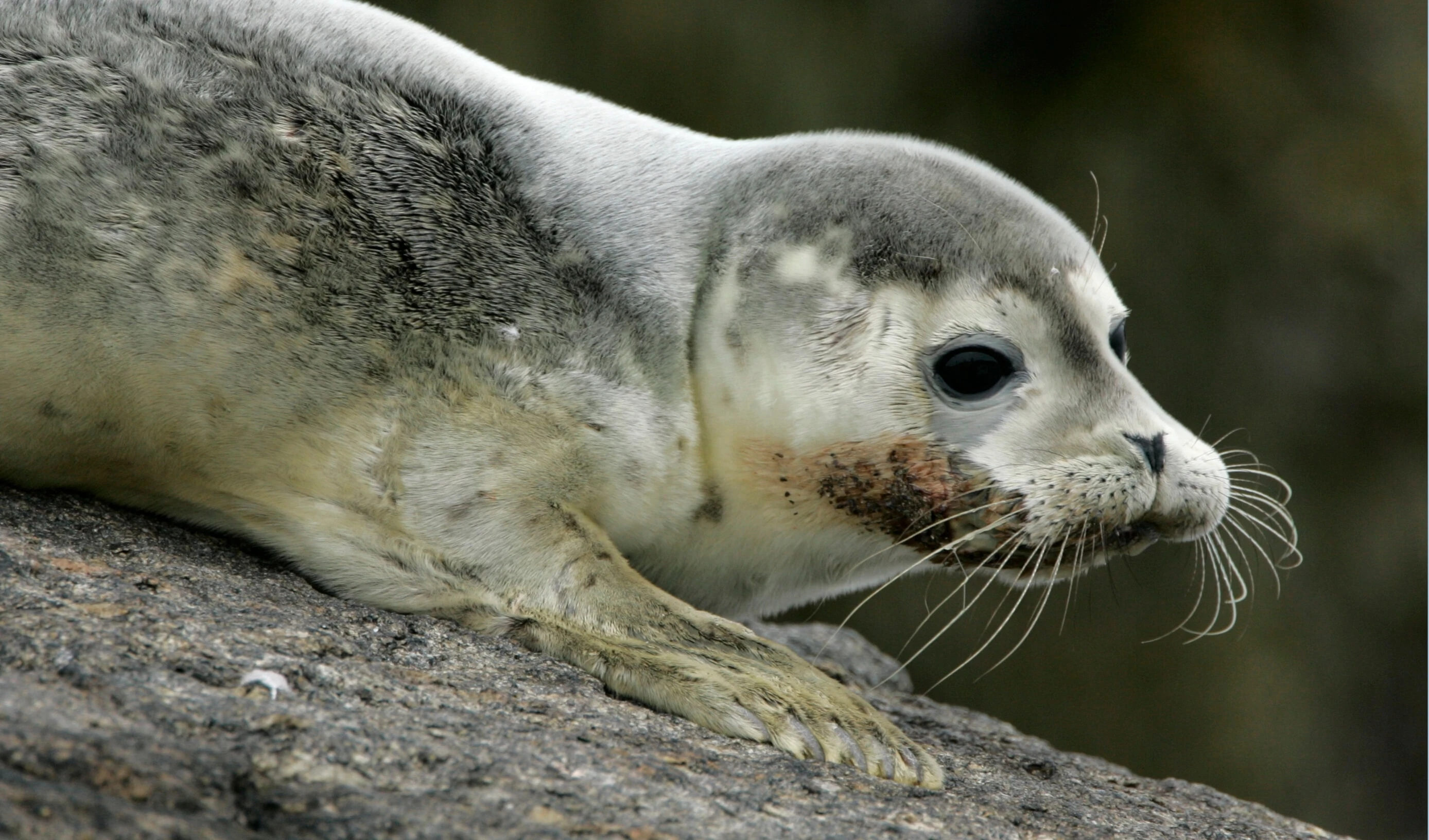 La gripe aviar provoca la muerte de miles de focas. Foto: AP.