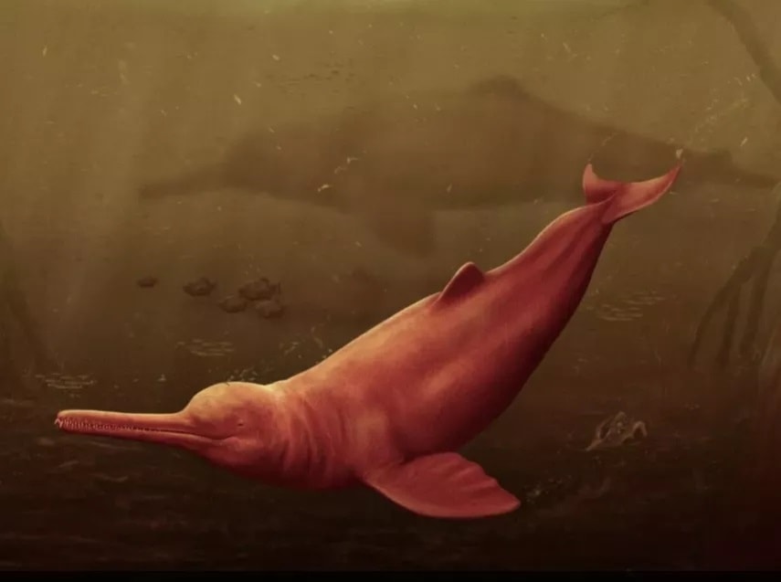 Delfín de río grande de la historia vivió en el Amazonas. Foto: Redes sociales. 