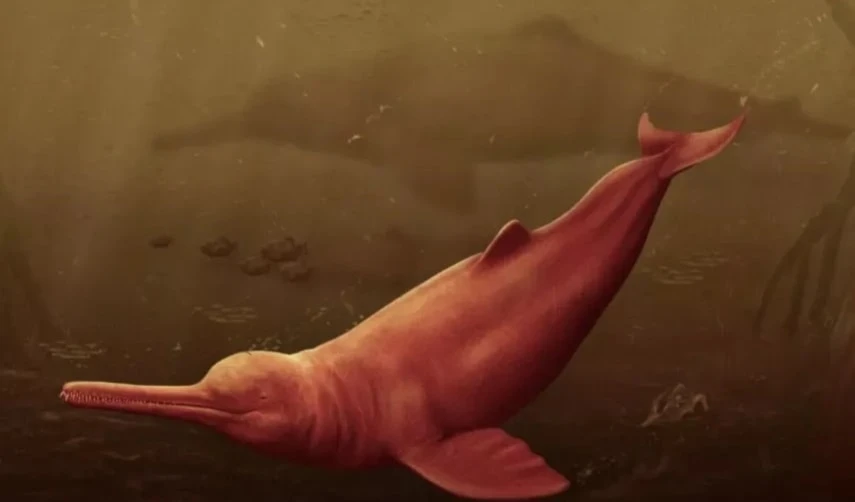 Delfín de río grande de la historia vivió en el Amazonas. Foto: Redes sociales.