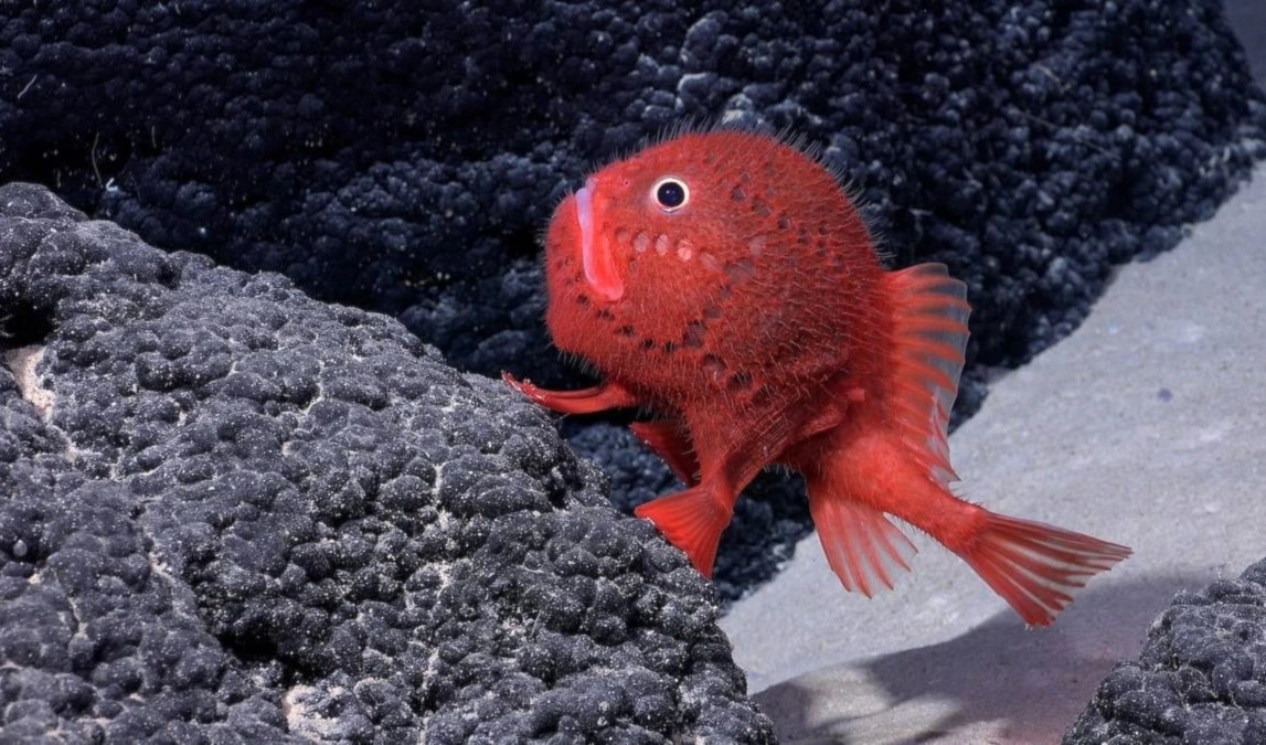 Descubren en Chile un centenar de especies marinas. Foto: Schmidt Ocean Institute.