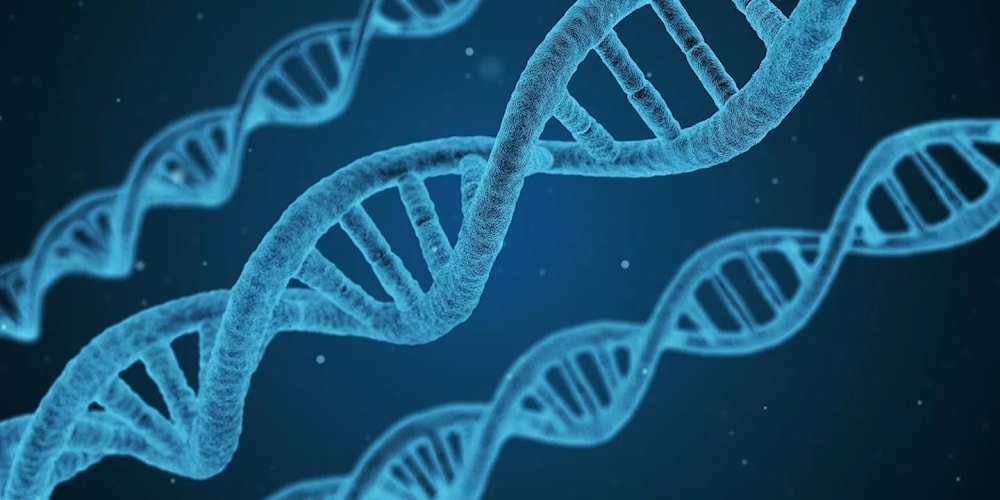 Nuestra personalidad modifica la expresión de los genes. Foto: Pixabay. 